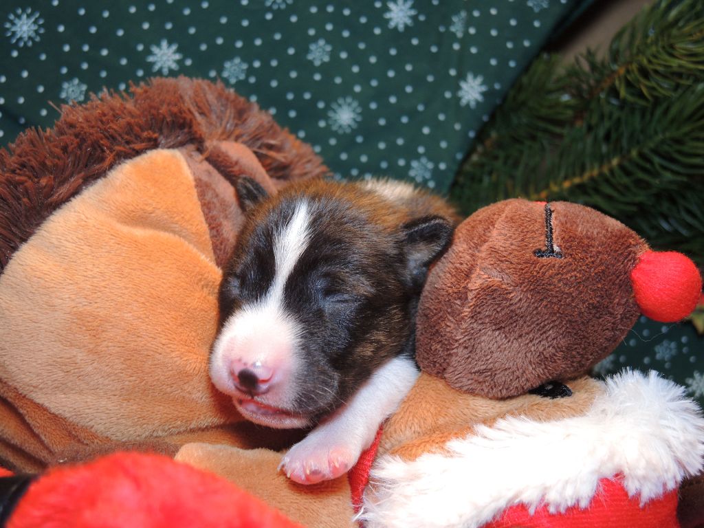 el Sueno del Amigo - Chiot disponible  - Basenji