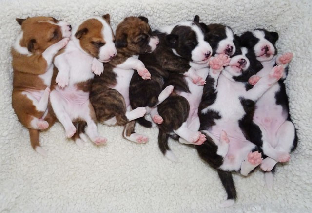 el Sueno del Amigo - Chiots disponibles