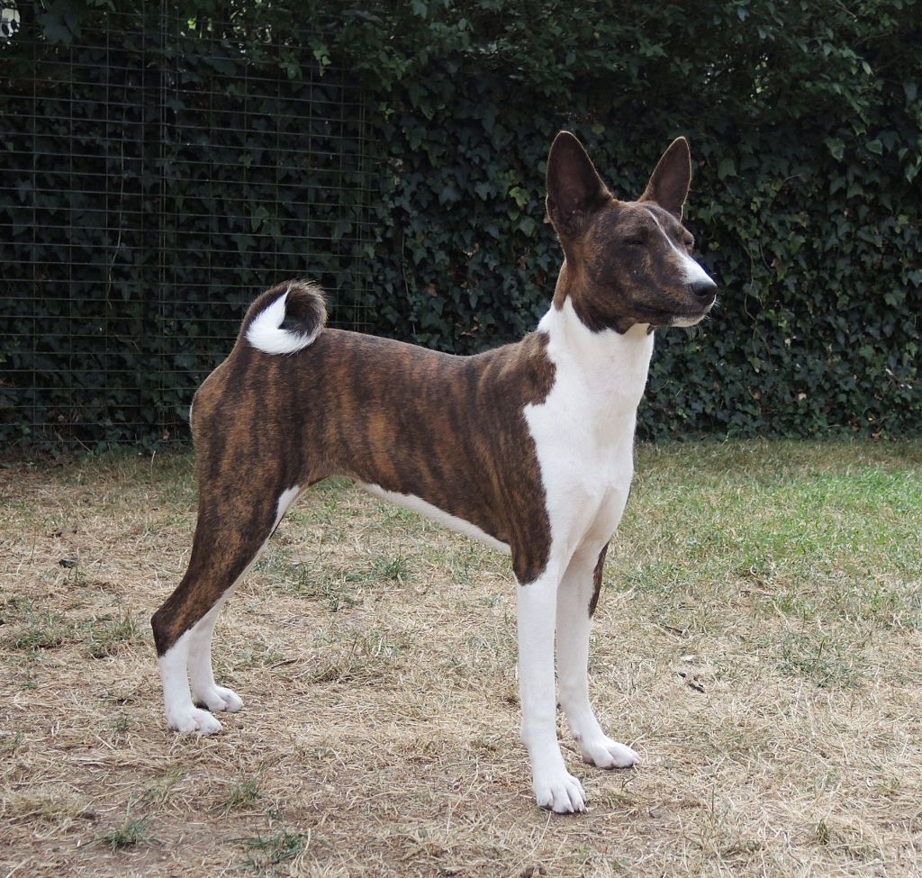 el Sueno del Amigo - Chiots disponibles - Basenji