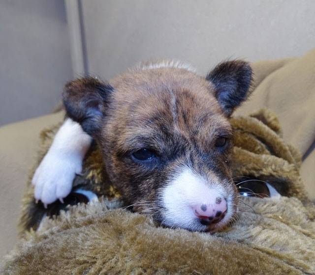 el Sueno del Amigo - Chiots disponibles - Basenji