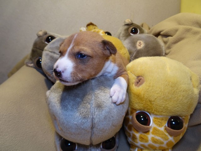 el Sueno del Amigo - Chiots disponibles - Basenji