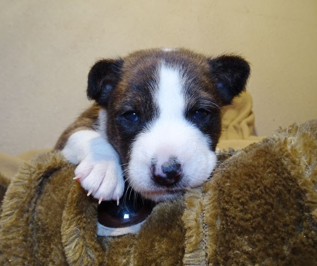 el Sueno del Amigo - Chiots disponibles - Basenji