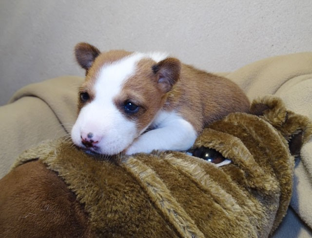 el Sueno del Amigo - Chiots disponibles - Basenji