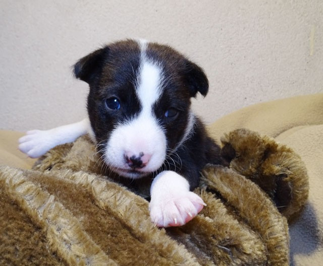 el Sueno del Amigo - Chiots disponibles - Basenji