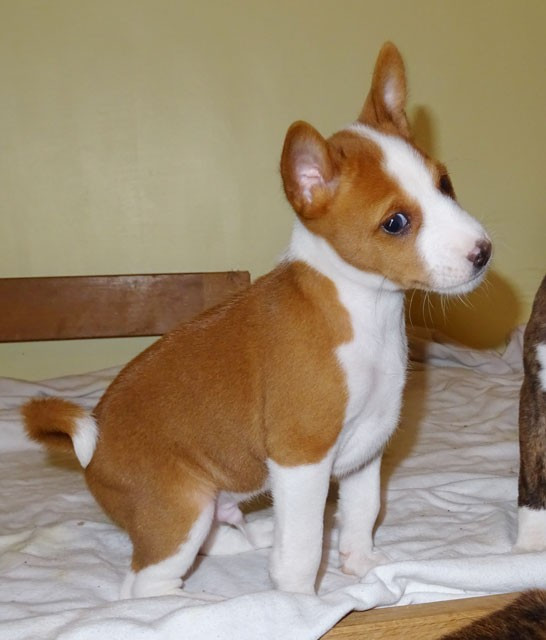 el Sueno del Amigo - Chiots disponibles - Basenji