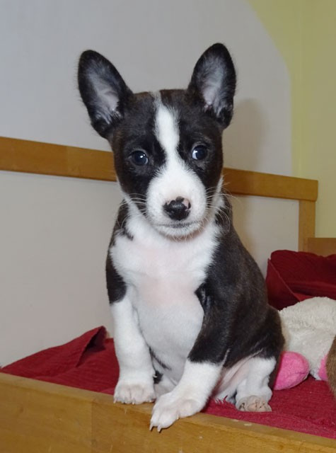 el Sueno del Amigo - Chiots disponibles - Basenji