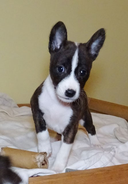 el Sueno del Amigo - Chiots disponibles - Basenji