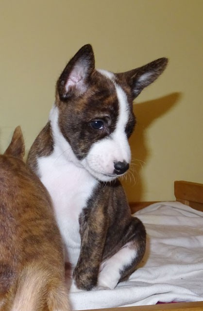 el Sueno del Amigo - Chiots disponibles - Basenji