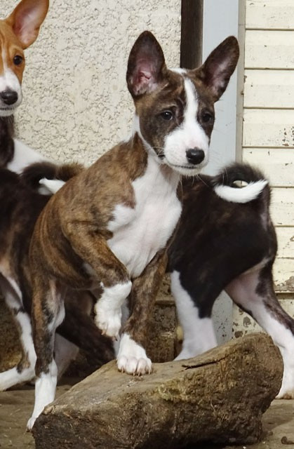 el Sueno del Amigo - Chiots disponibles - Basenji