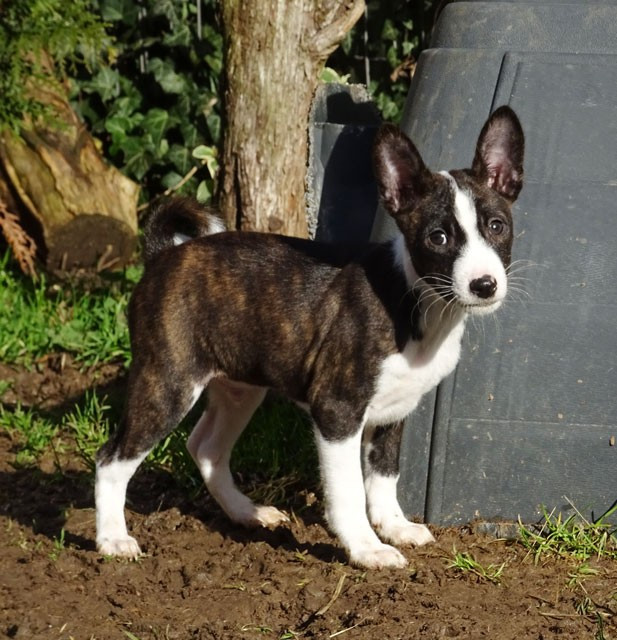el Sueno del Amigo - Chiots disponibles - Basenji