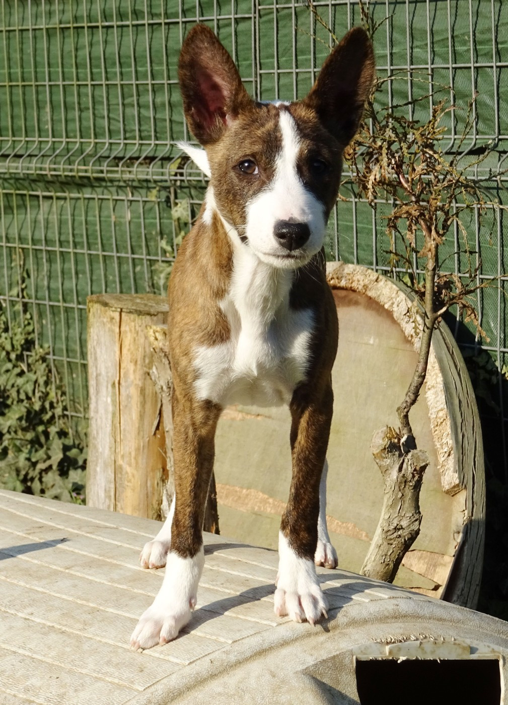 el Sueno del Amigo - Chiots disponibles - Basenji