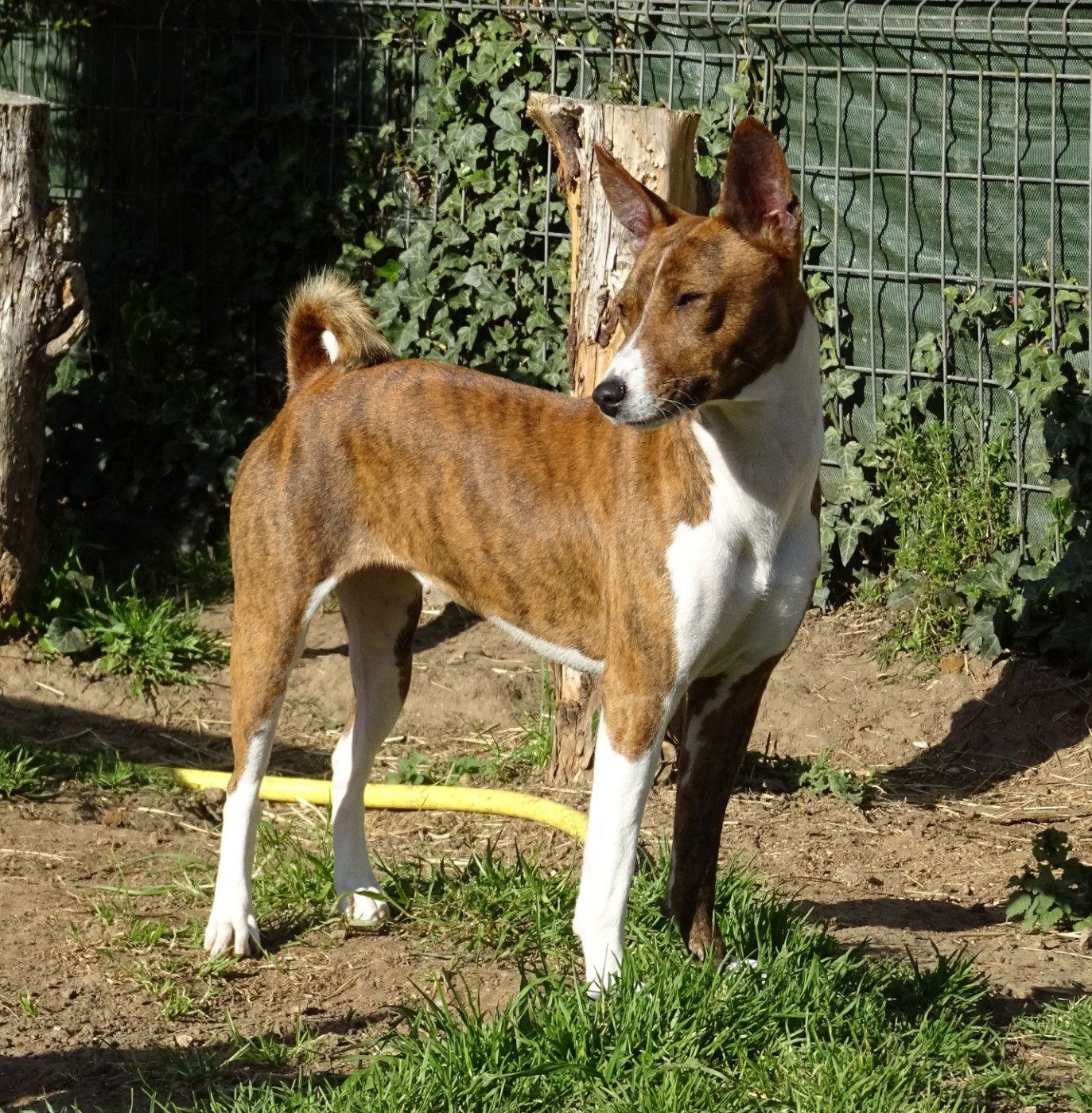 el Sueno del Amigo - Chiots disponibles - Basenji