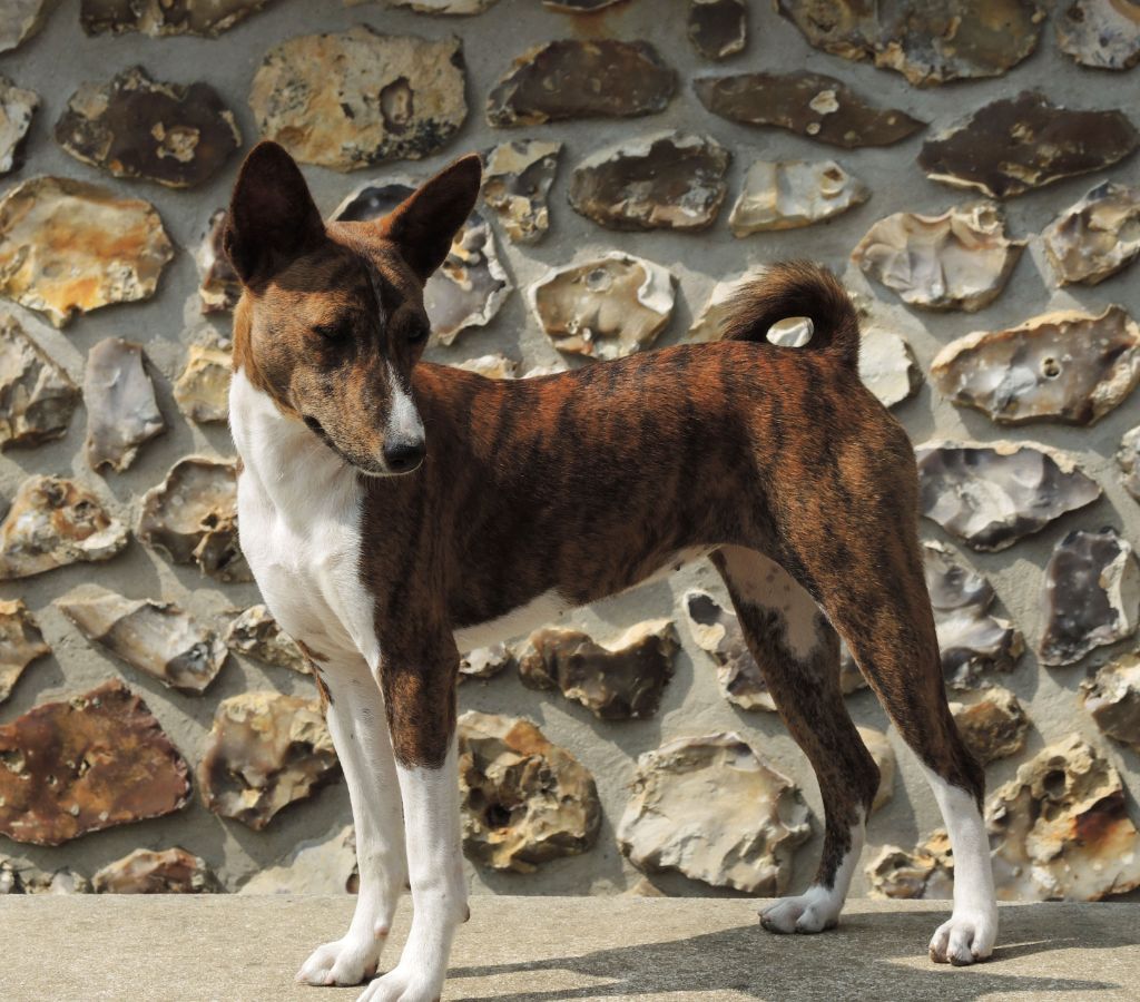 el Sueno del Amigo - Chiots disponibles - Basenji