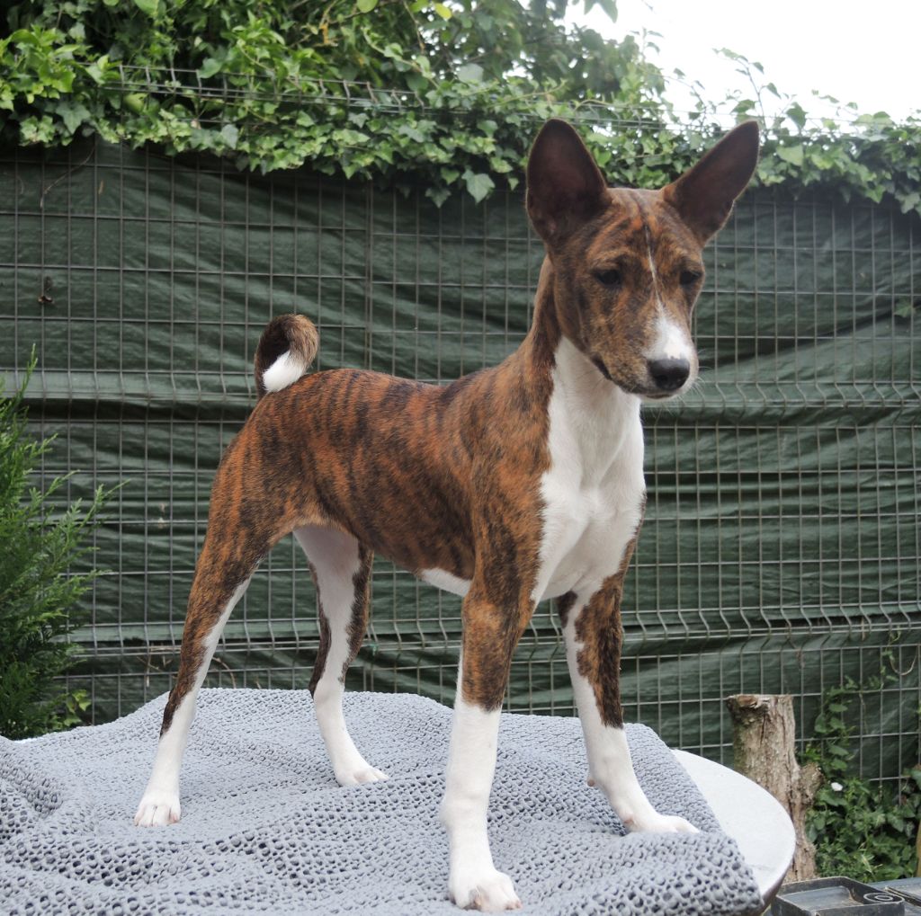 el Sueno del Amigo - Chiots disponibles - Basenji
