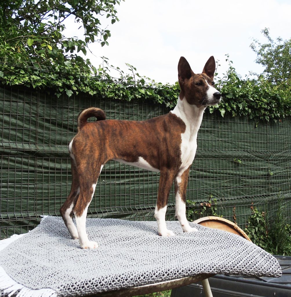 el Sueno del Amigo - Chiots disponibles - Basenji