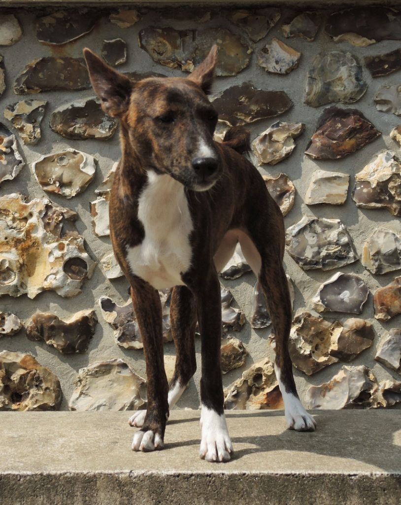 el Sueno del Amigo - Chiots disponibles - Basenji