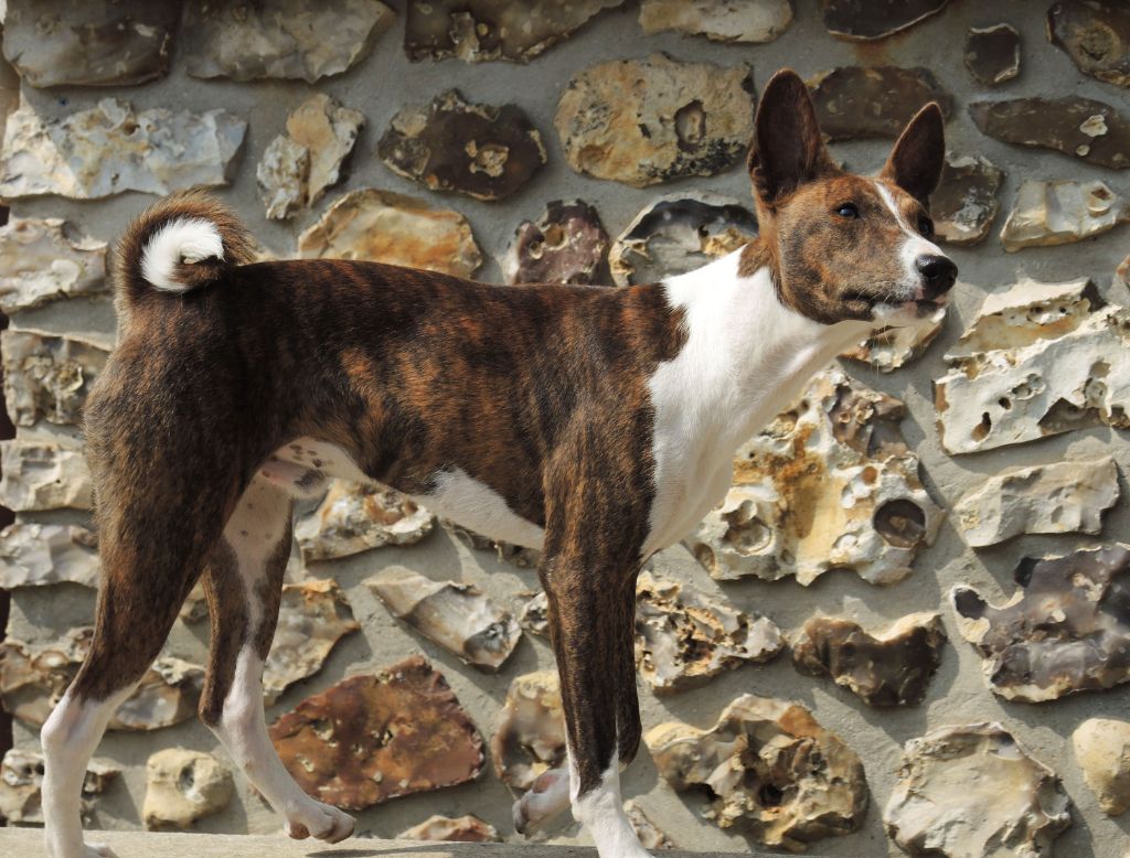 el Sueno del Amigo - Chiots disponibles - Basenji