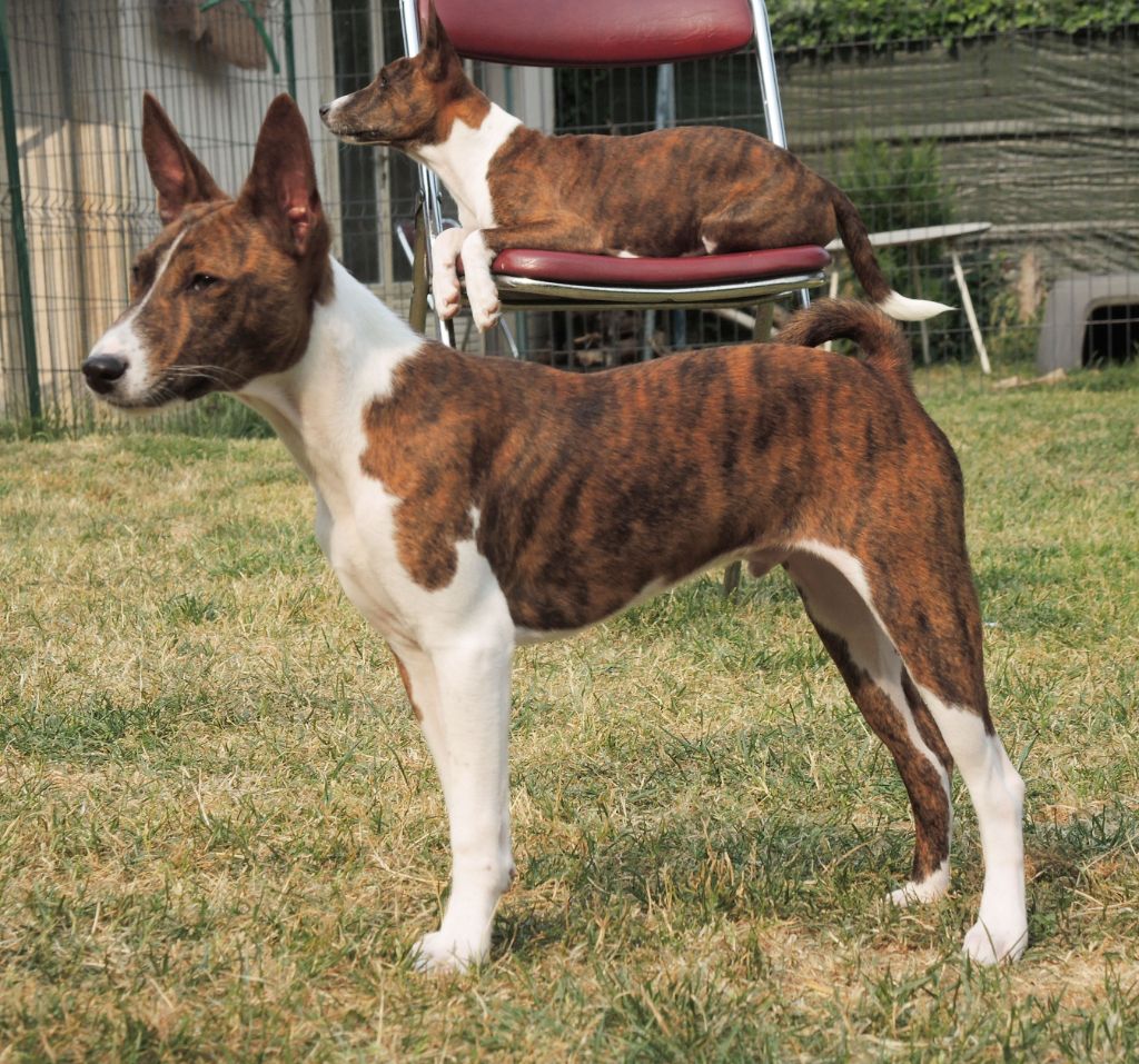 el Sueno del Amigo - Chiots disponibles - Basenji