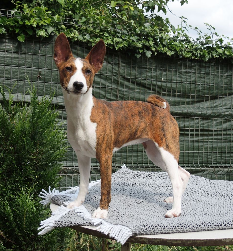 el Sueno del Amigo - Chiots disponibles - Basenji