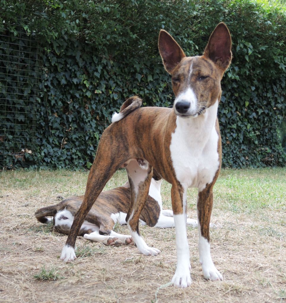 el Sueno del Amigo - Basenji - Portée née le 15/12/2024