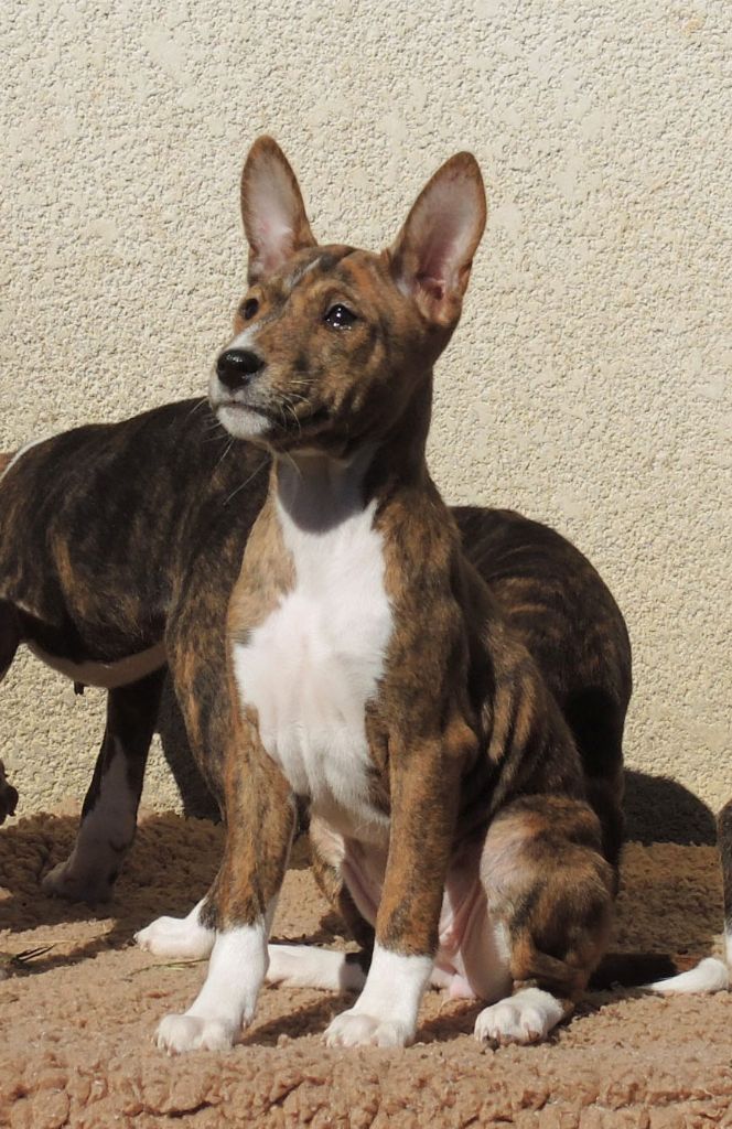 el Sueno del Amigo - Chiots disponibles - Basenji