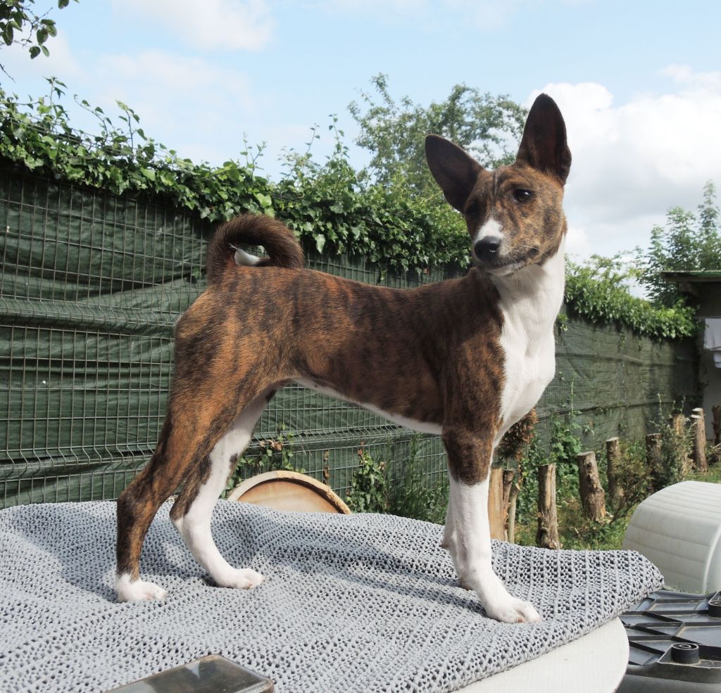 el Sueno del Amigo - Chiots disponibles - Basenji