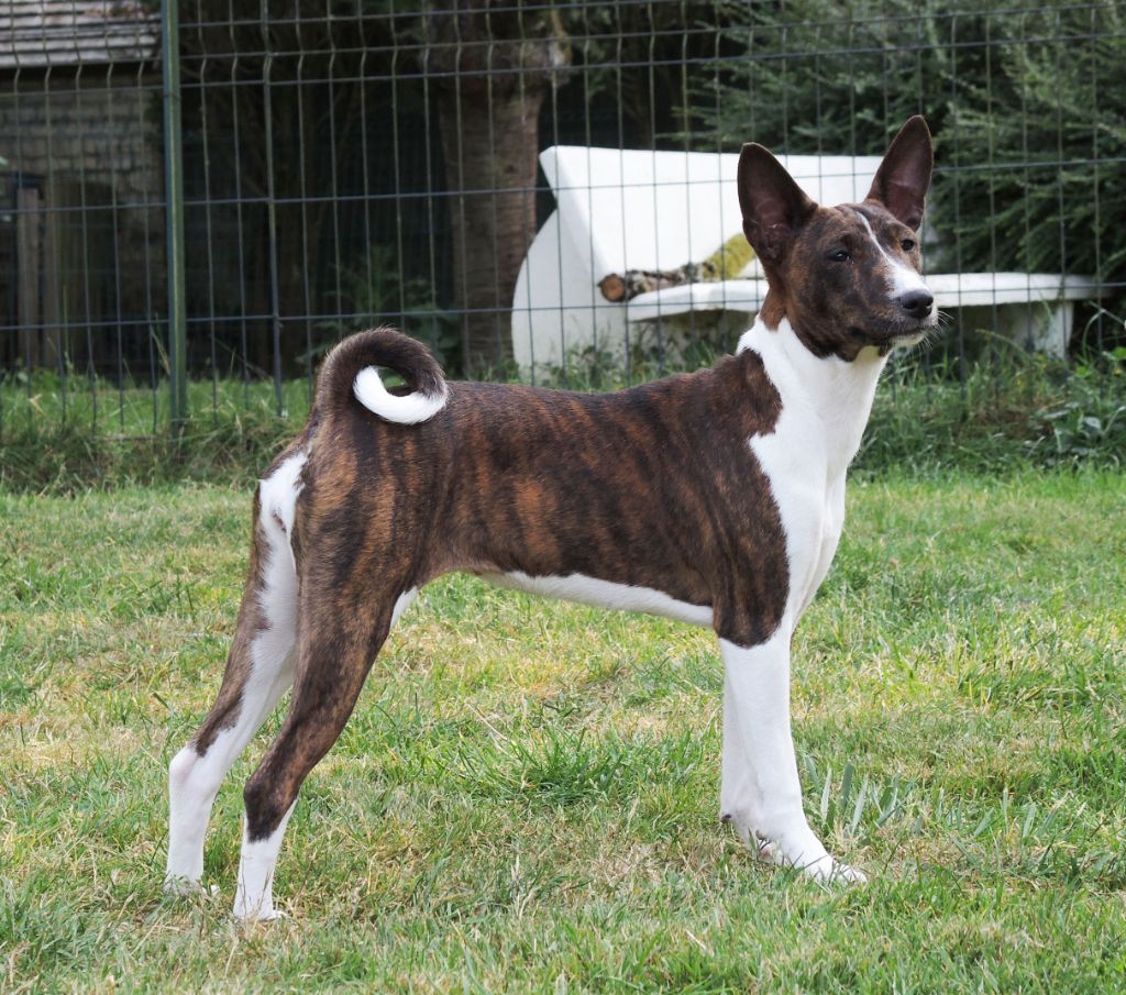 el Sueno del Amigo - Chiots disponibles - Basenji